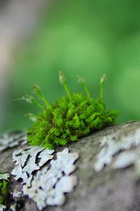 Preview wallpaper moss, grass, surface, wood