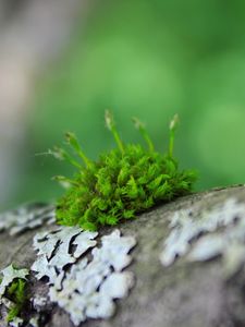 Preview wallpaper moss, grass, surface, wood