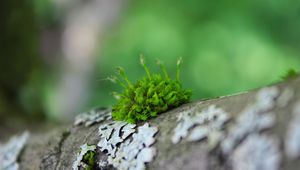 Preview wallpaper moss, grass, surface, wood