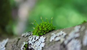 Preview wallpaper moss, grass, surface, wood