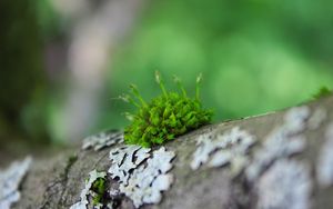 Preview wallpaper moss, grass, surface, wood