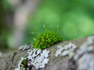 Preview wallpaper moss, grass, surface, wood