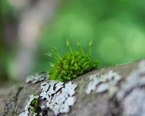 Preview wallpaper moss, grass, surface, wood