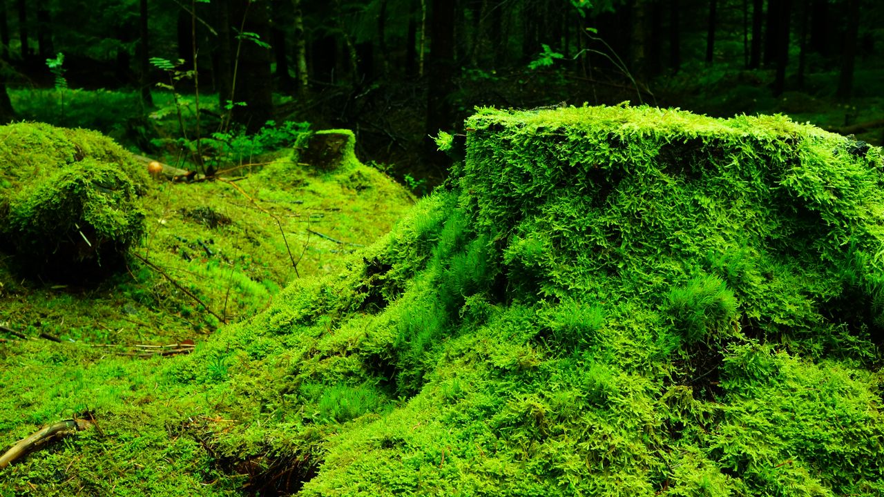 Wallpaper moss, grass, tree stump, wood