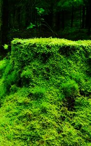 Preview wallpaper moss, grass, tree stump, wood