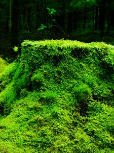 Nature Moss 4k Ultra HD Wallpaper