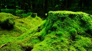 Beautiful Moss with Wood Free Stock Photo  picjumbo
