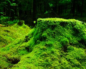 Preview wallpaper moss, grass, tree stump, wood