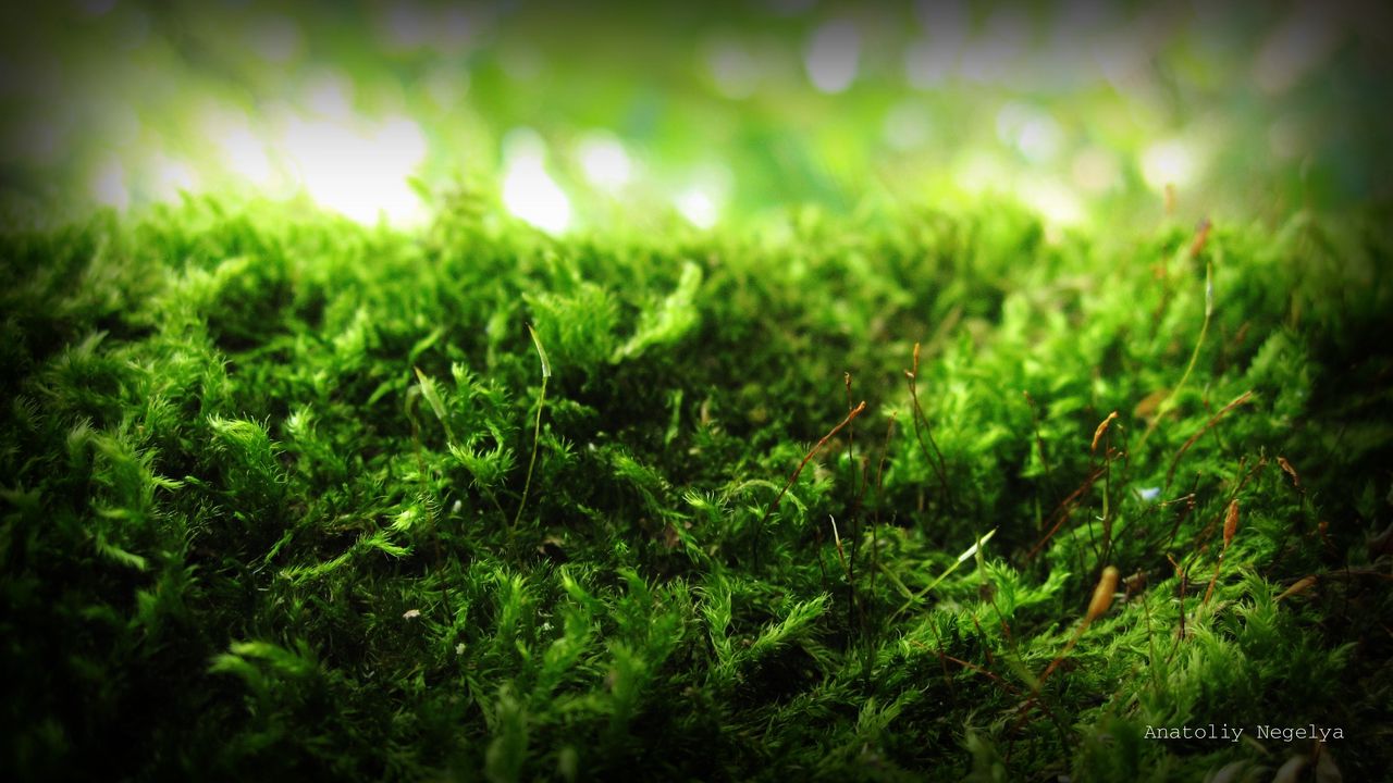 Wallpaper moss, green, macro, signature, anatoliy nigelya