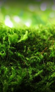 Preview wallpaper moss, green, macro, signature, anatoliy nigelya