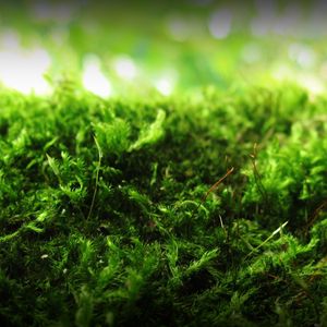 Preview wallpaper moss, green, macro, signature, anatoliy nigelya