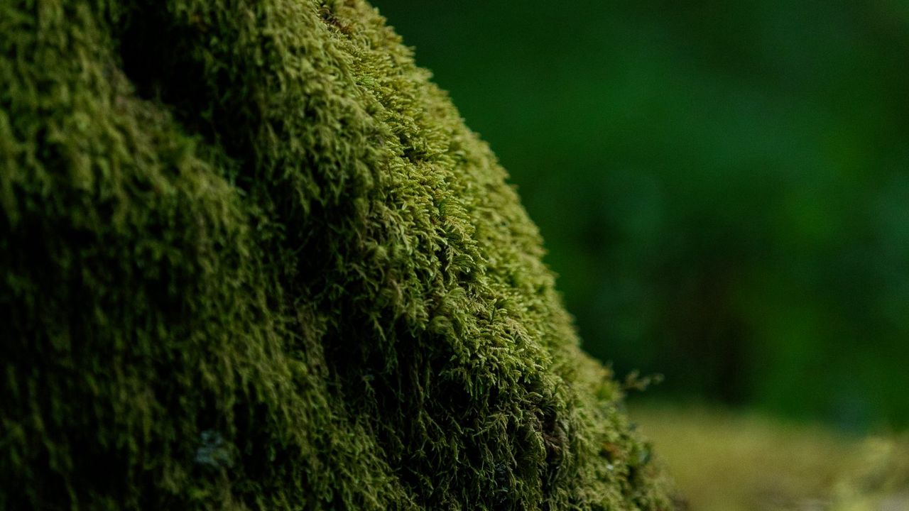 Wallpaper moss, greenery, macro, blur