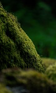 Preview wallpaper moss, greenery, macro, blur