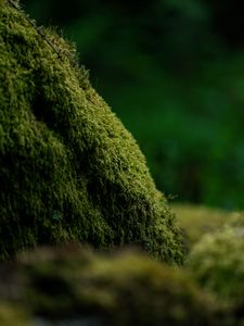 Preview wallpaper moss, greenery, macro, blur