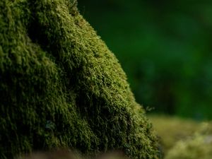 Preview wallpaper moss, greenery, macro, blur