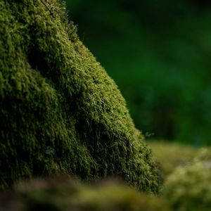 Preview wallpaper moss, greenery, macro, blur