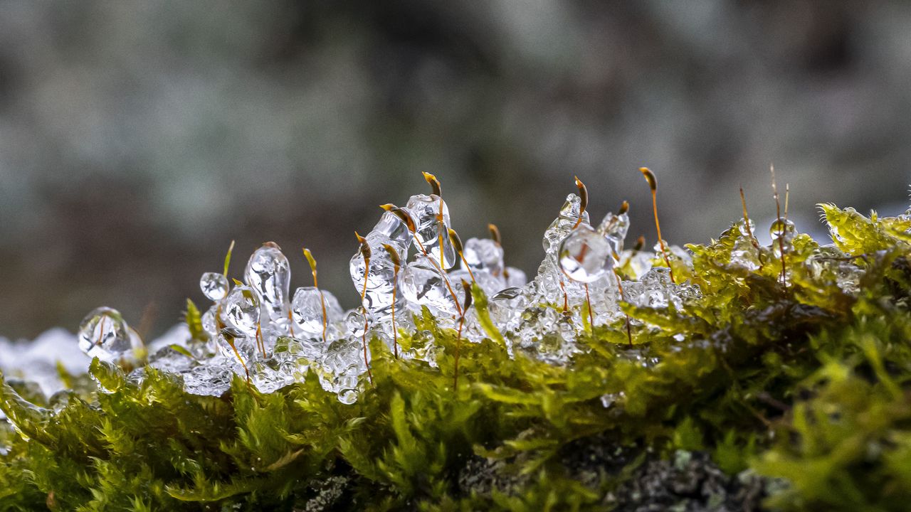 Wallpaper moss, ice, drops, water