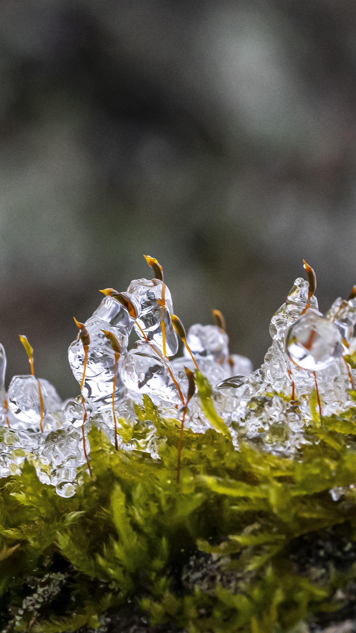 1440x2560 Wallpaper moss, ice, drops, water