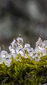 Preview wallpaper moss, ice, drops, water