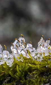 Preview wallpaper moss, ice, drops, water