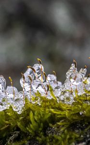 Preview wallpaper moss, ice, drops, water