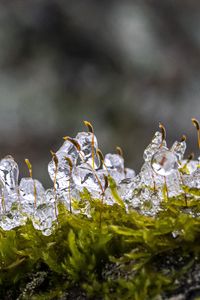 Preview wallpaper moss, ice, drops, water