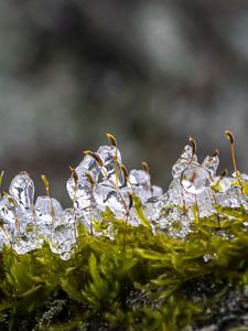 Preview wallpaper moss, ice, drops, water