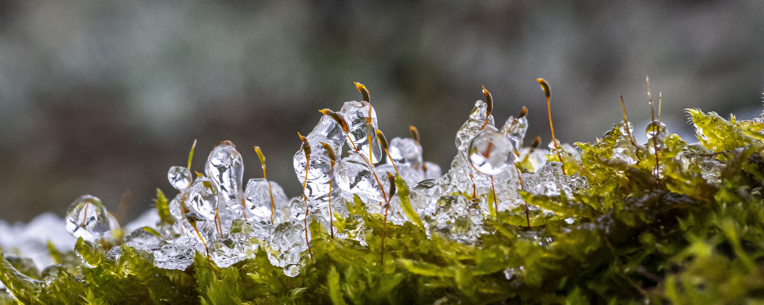 2560x1024 Wallpaper moss, ice, drops, water