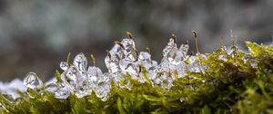 Preview wallpaper moss, ice, drops, water