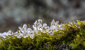 Preview wallpaper moss, ice, drops, water