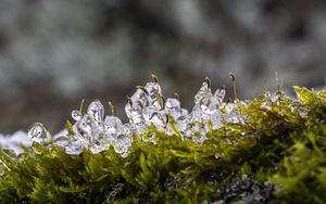 Preview wallpaper moss, ice, drops, water