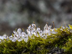 Preview wallpaper moss, ice, drops, water