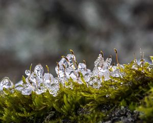 Preview wallpaper moss, ice, drops, water