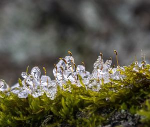 Preview wallpaper moss, ice, drops, water