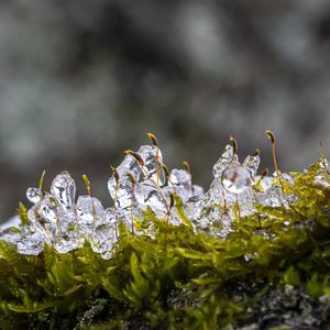 Preview wallpaper moss, ice, drops, water