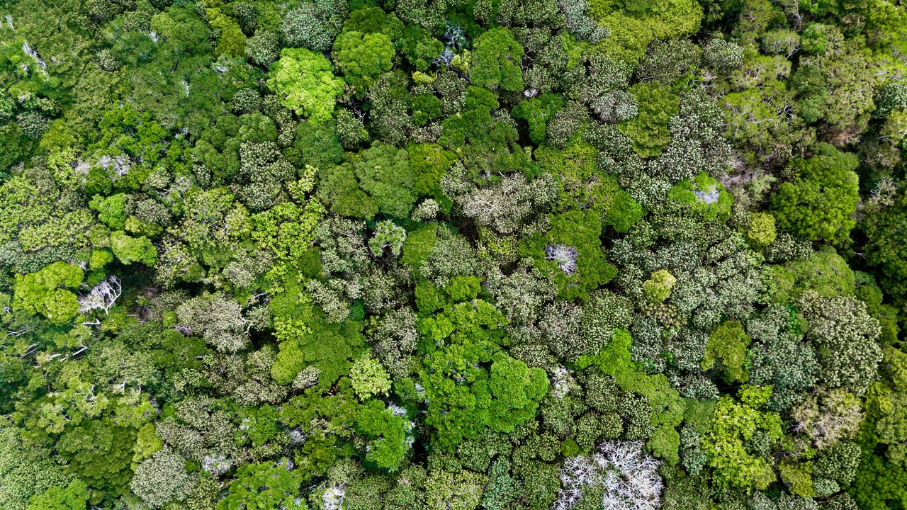 Wallpaper moss, lichen, plant, macro