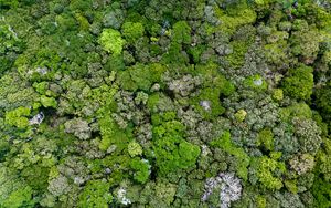 Preview wallpaper moss, lichen, plant, macro