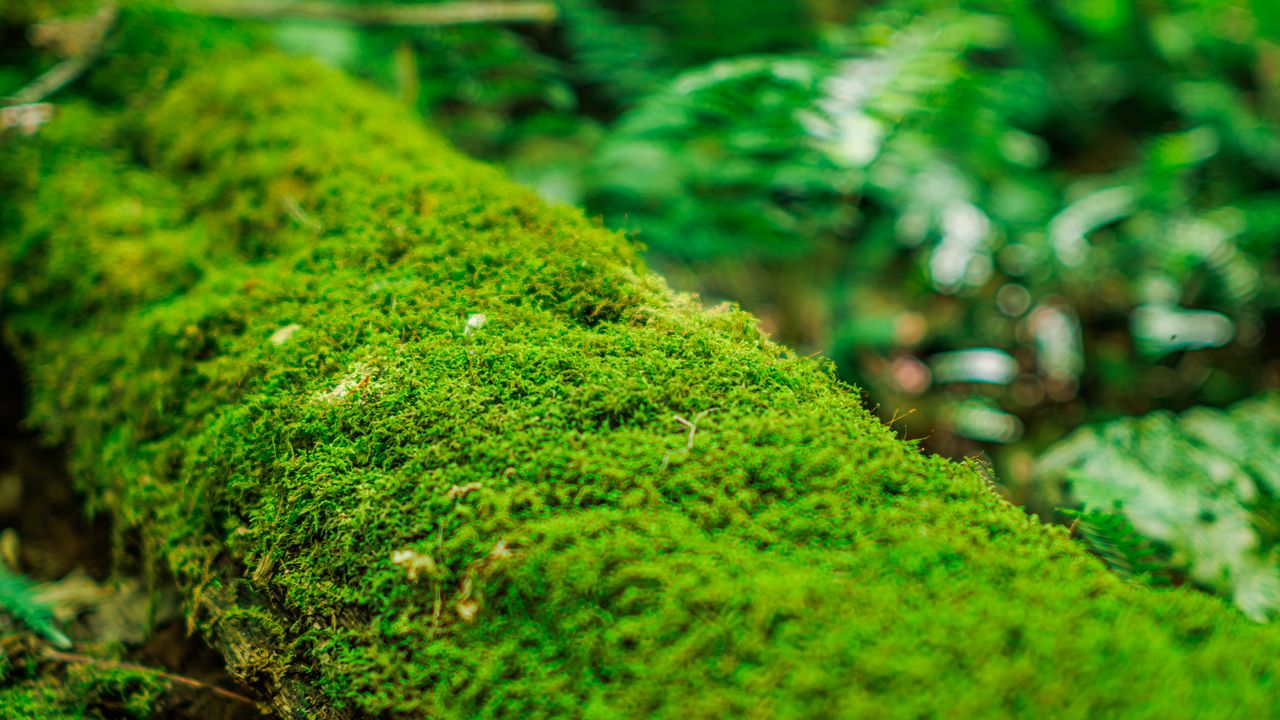 Wallpaper moss, log, macro, green