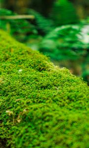 Preview wallpaper moss, log, macro, green