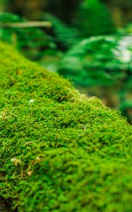 Preview wallpaper moss, log, macro, green