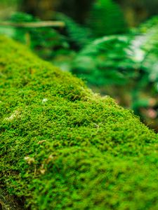 Preview wallpaper moss, log, macro, green