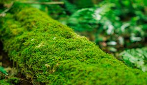 Preview wallpaper moss, log, macro, green