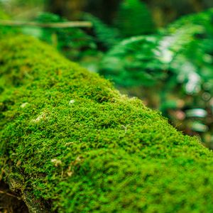 Preview wallpaper moss, log, macro, green