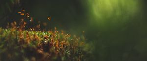 Preview wallpaper moss, macro, blur