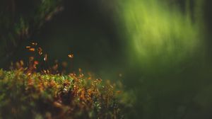 Preview wallpaper moss, macro, blur