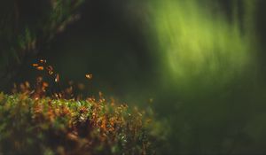 Preview wallpaper moss, macro, blur