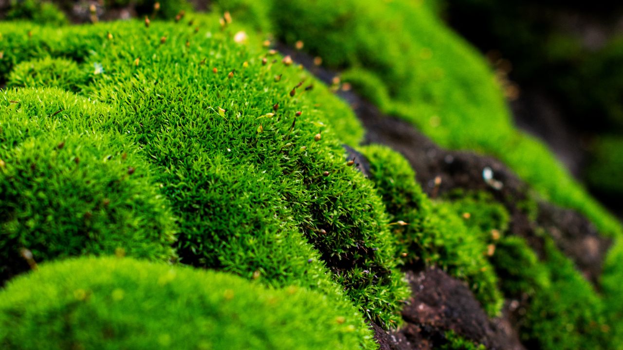 Wallpaper moss, macro, lichen, plant