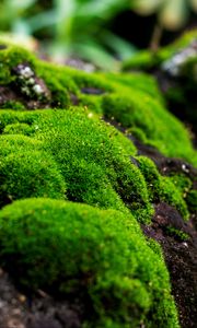 Preview wallpaper moss, macro, lichen, plant