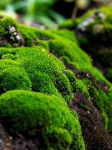 Preview wallpaper moss, macro, lichen, plant