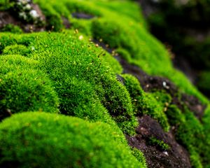 Preview wallpaper moss, macro, lichen, plant